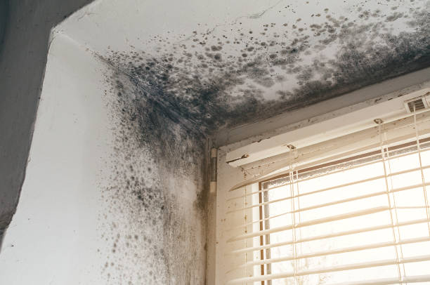 Trusted Attic Mold Removal service in Wrightsville, GA - Cheap Mold Removal
